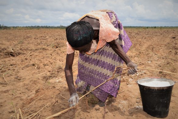 PRESS RELEASE: Sowing Hope for Agricultural Livelihoods to Grow Development in the Niger Delta